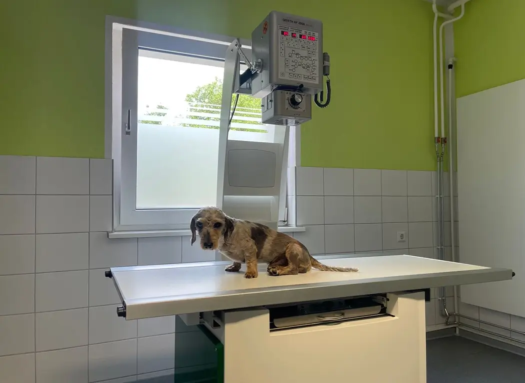 Kleiner Hund sitzt auf Untersuchungstisch unter Röntgengerät in hellgrünem Raum mit weißen Fliesen